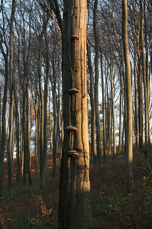 Rostoczek 11.2008 300
